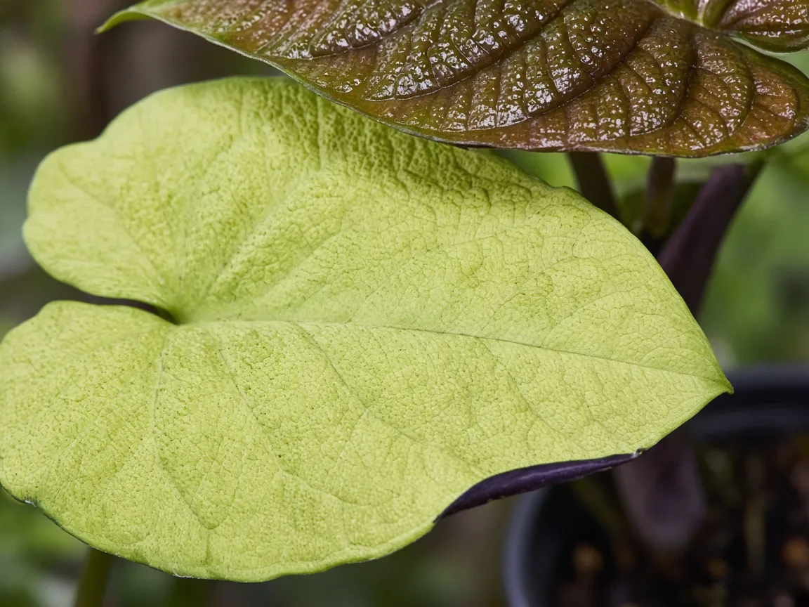 Close-up of nitrogen deficiency on Alocasia Cuprea - uniform pale chlorosis on oldest mirror leaf
