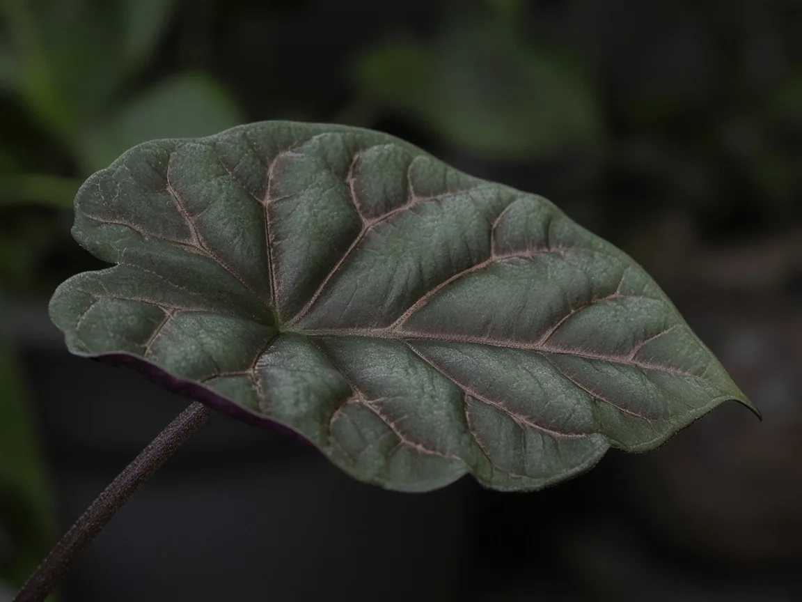 Close-up of dull flat green bullate leaves with weak copper veining on Alocasia Cuprea in low light