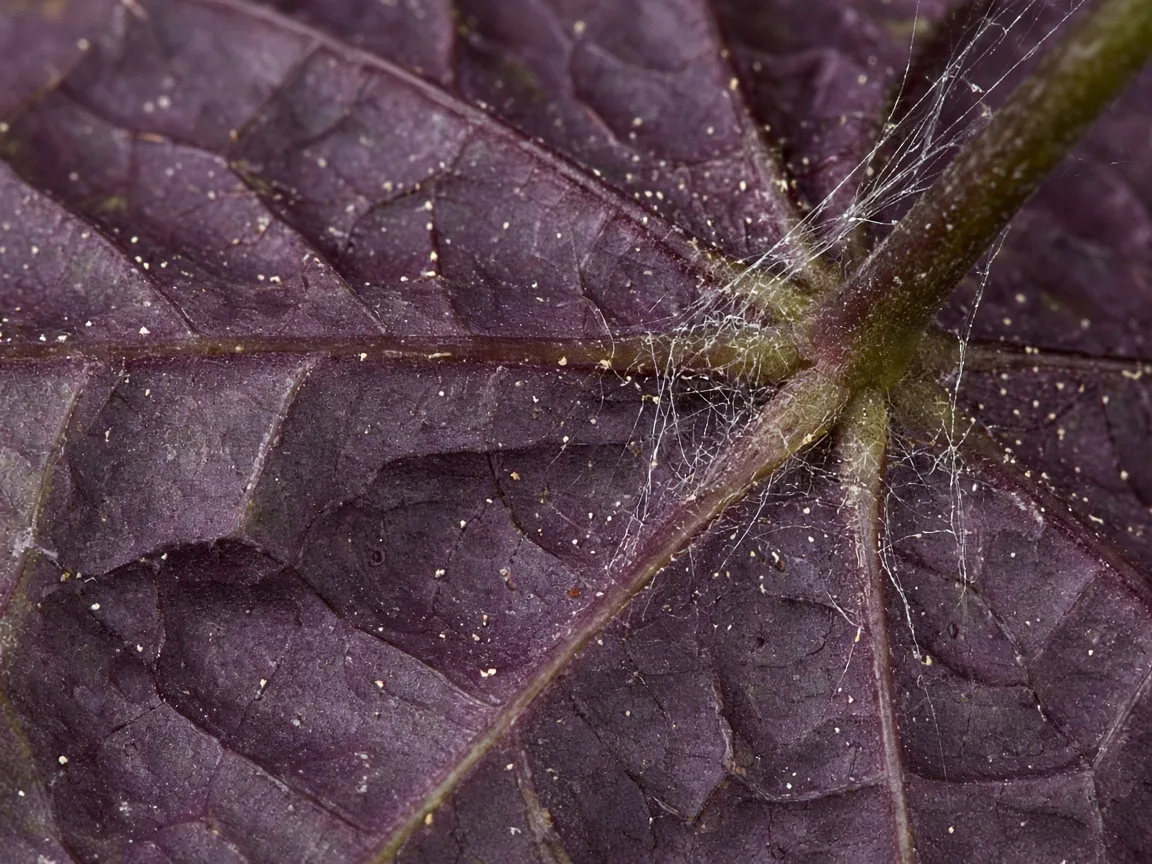 Close-up of pale stippling and fine webbing on the dark purple underside of a metallic copper-bronze Alocasia Cuprea mirror leaf