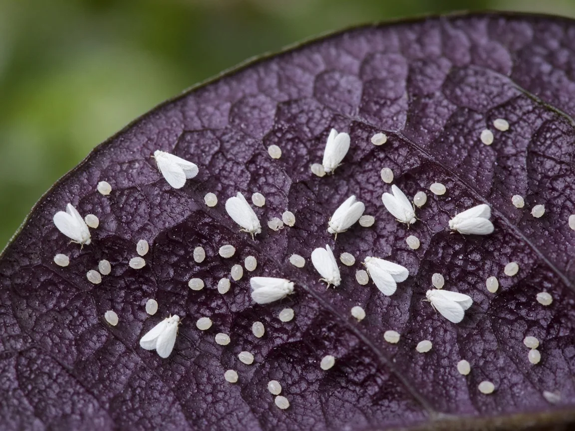 Close-up of tiny white adult whiteflies and pale nymphs on the purple underside of an Alocasia Cuprea mirror leaf
