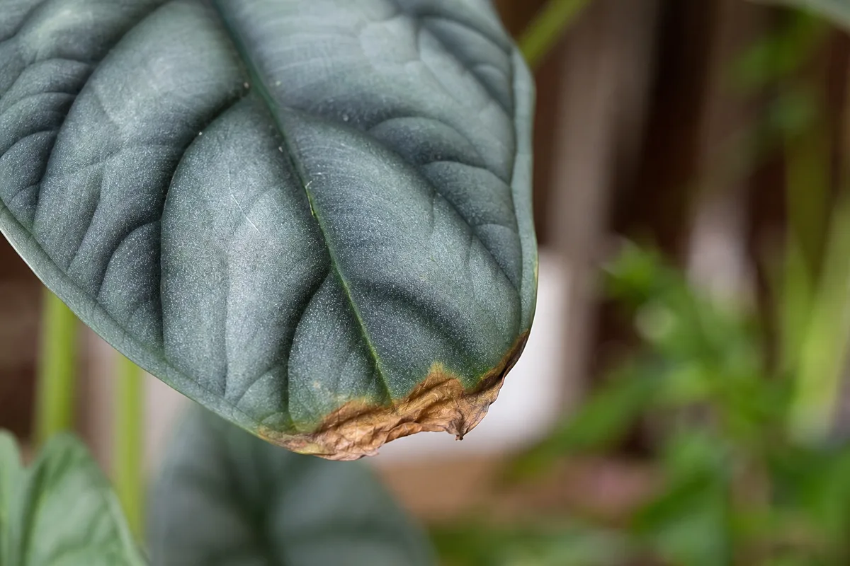 Close-up of Brown Tips on Alocasia Dragon Scale - diagnostic detail