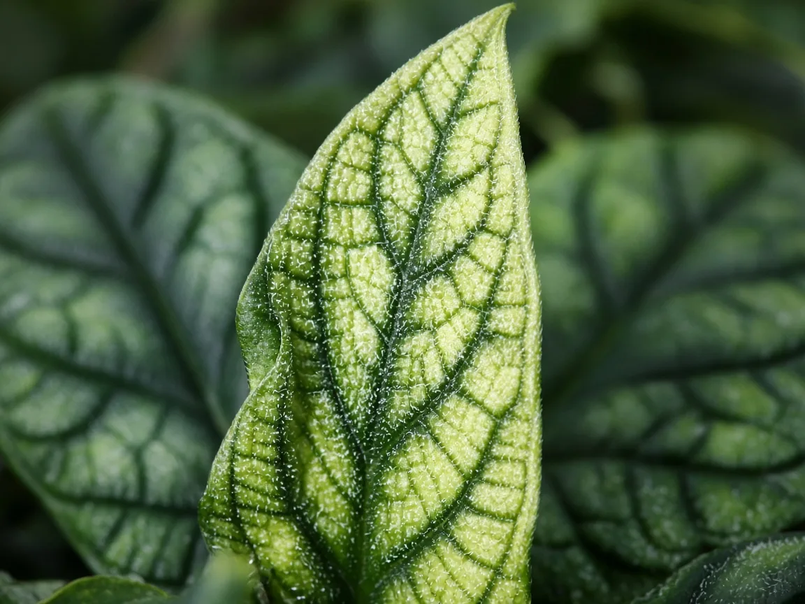 Close-up of interveinal chlorosis on new Alocasia Dragon Scale spear leaf