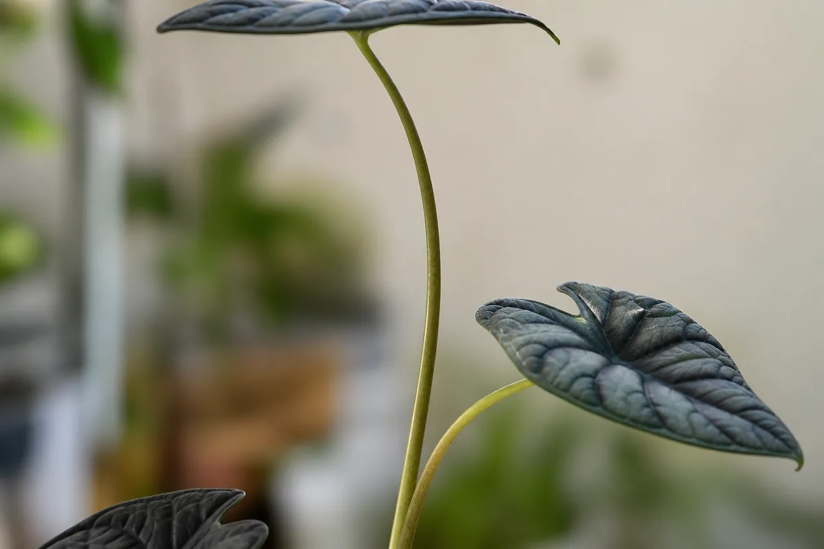 Close-up of Leggy Growth on Alocasia Dragon Scale - diagnostic detail