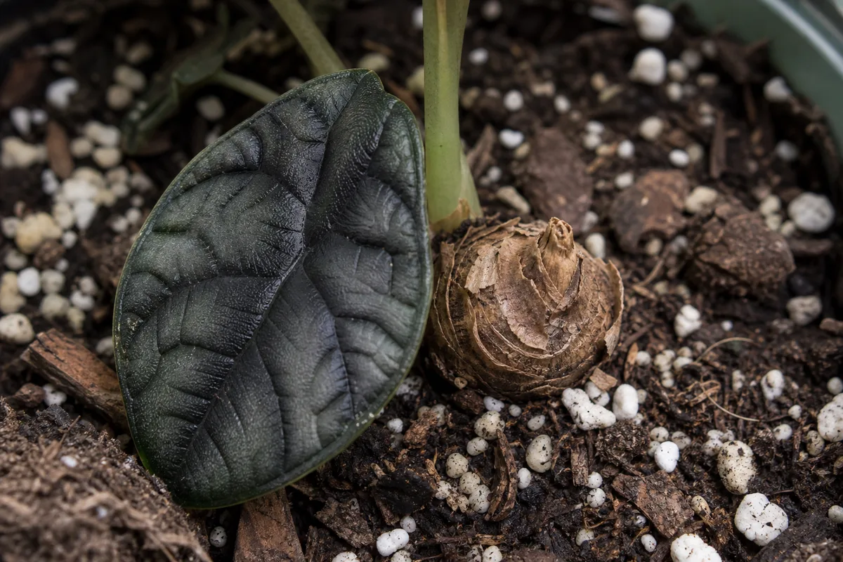 Close-up of Slow Growth on Alocasia Dragon Scale - diagnostic detail