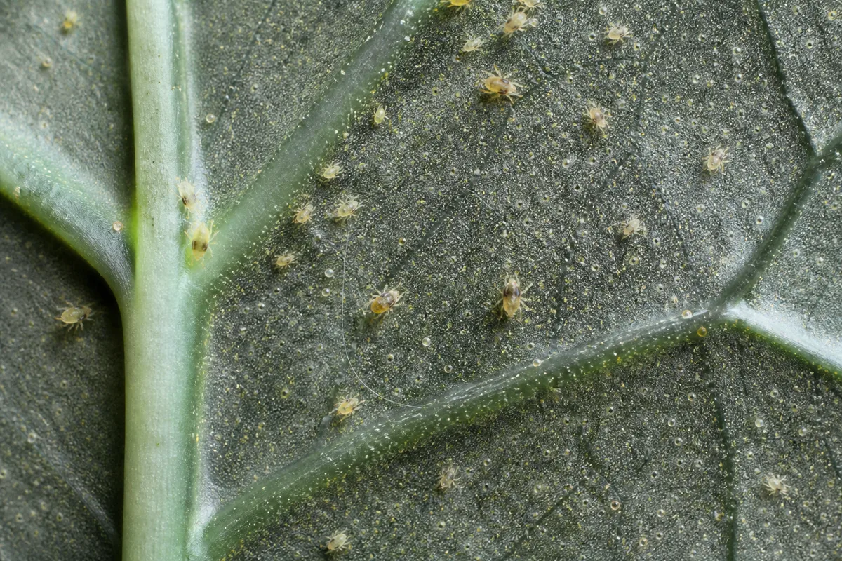 Close-up of Spider Mites on Alocasia Dragon Scale - diagnostic detail