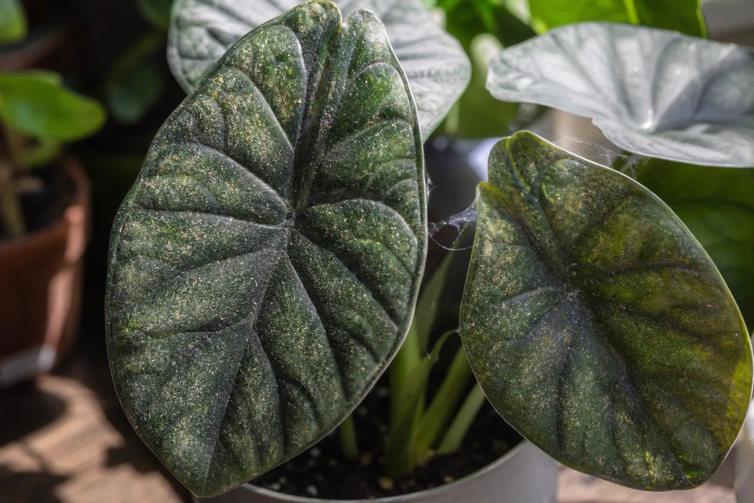 Spider Mites on Alocasia Dragon Scale - visible symptom on the plant