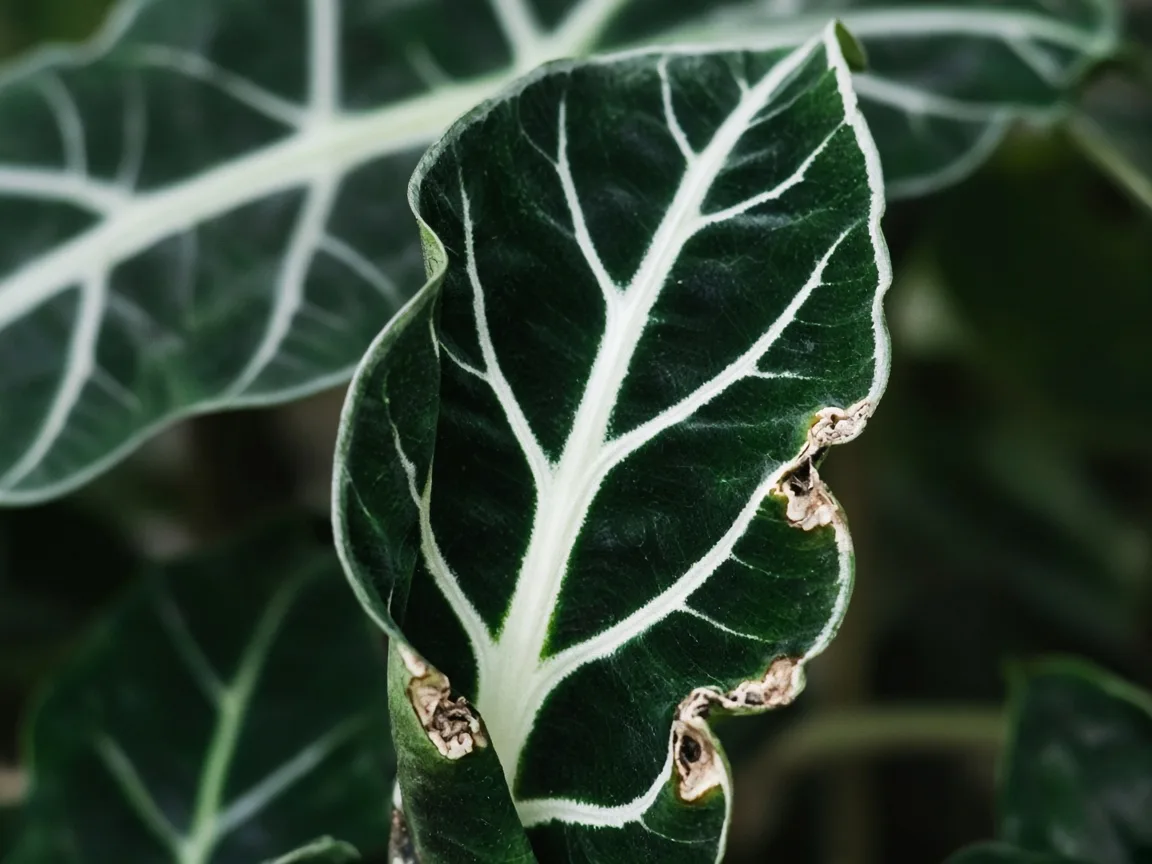 Close-up of cupped margin on newest unfurling Alocasia Frydek velvet arrow spear