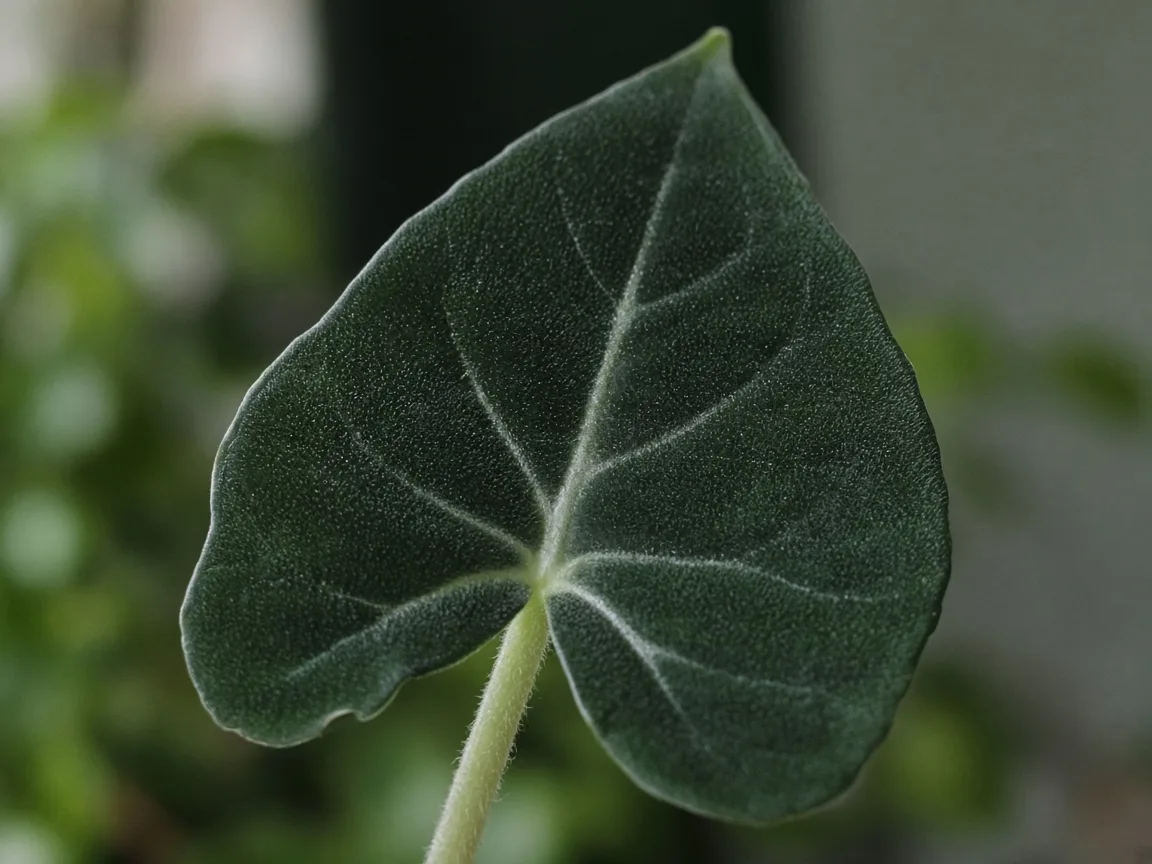 Close-up of dull velvet Alocasia Frydek leaf with flat white veining and small blade on elongated petiole