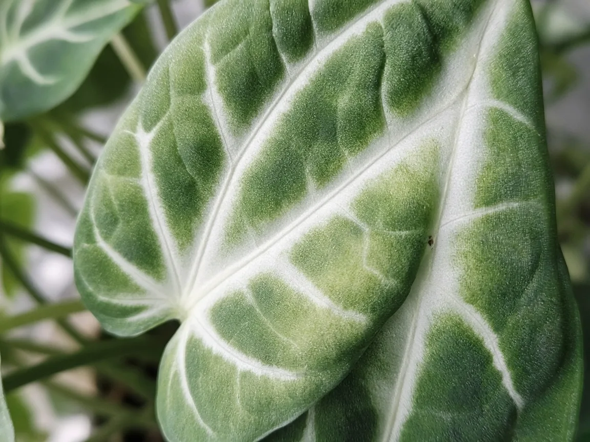 Close-up of washed-out pale color on Alocasia Frydek quilted velvet leaf