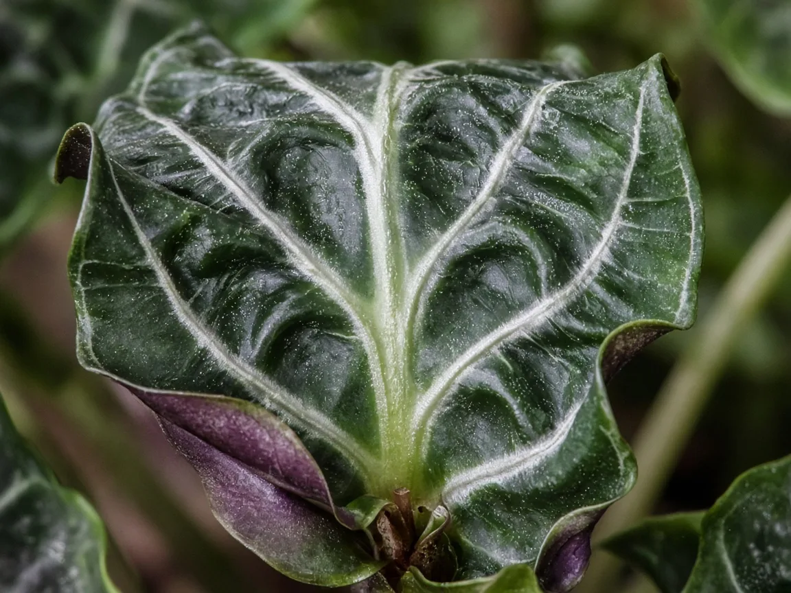 Close-up of distorted leaves on Alocasia Polly - twisted puckered arrow blade with silver vein scarring