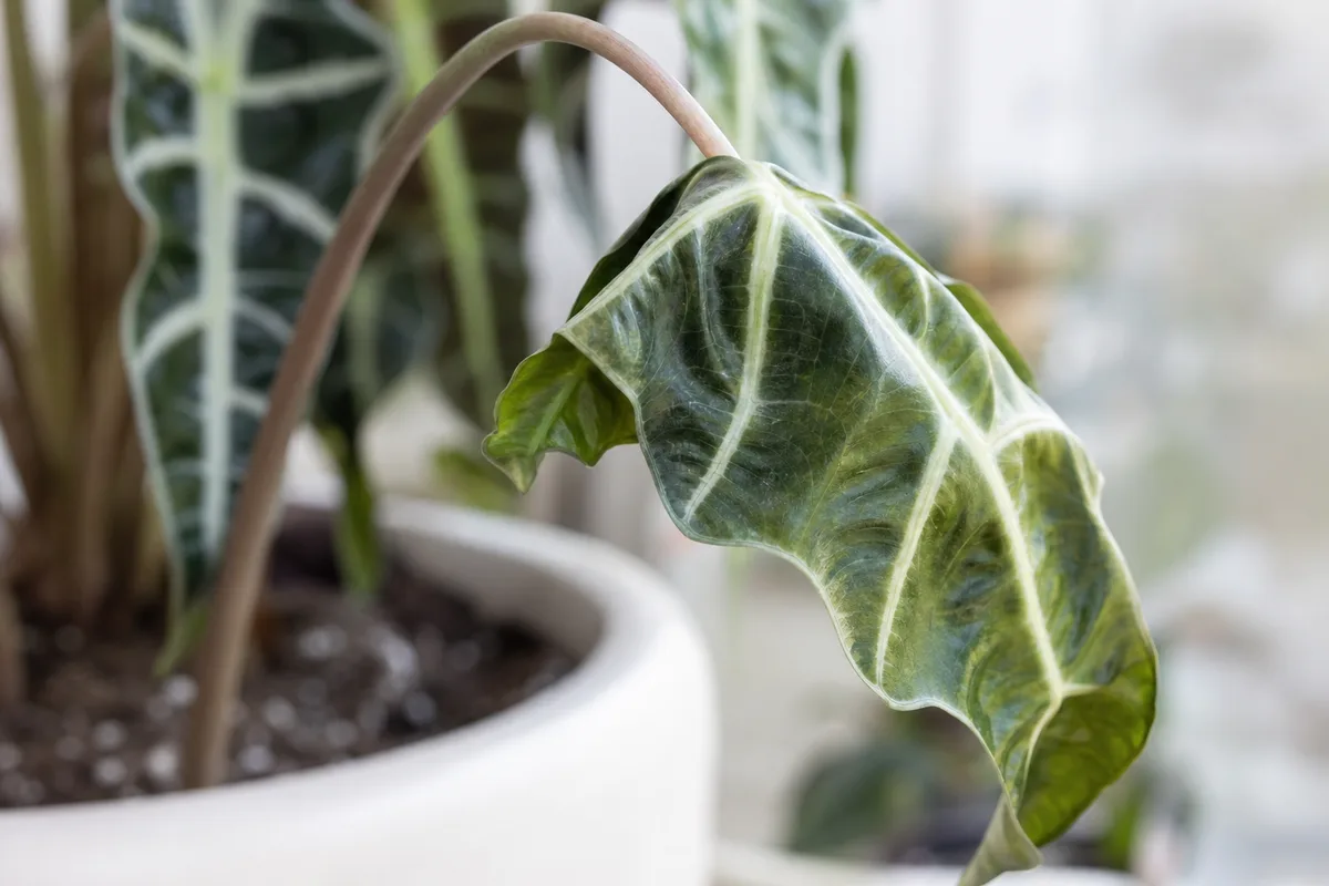 Close-up of Drooping Leaves on Alocasia Polly - diagnostic detail