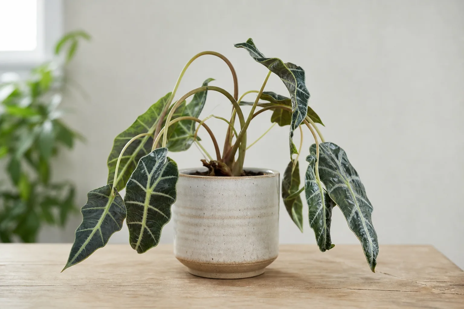 Drooping Leaves on Alocasia Polly - visible symptom on the plant