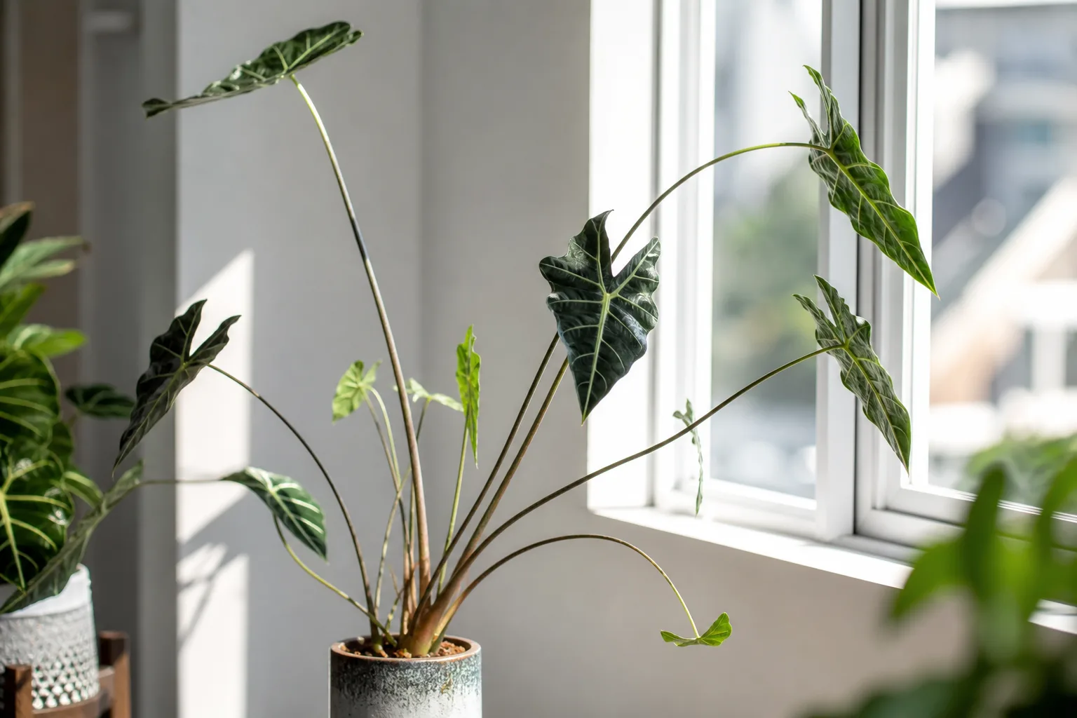 Leggy Growth on Alocasia Polly - visible symptom on the plant