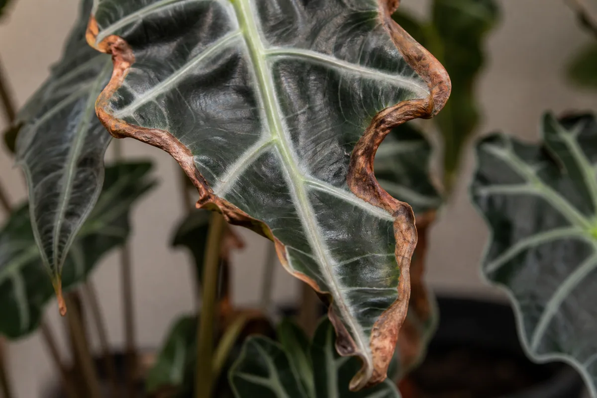 Close-up of Low Humidity on Alocasia Polly - diagnostic detail