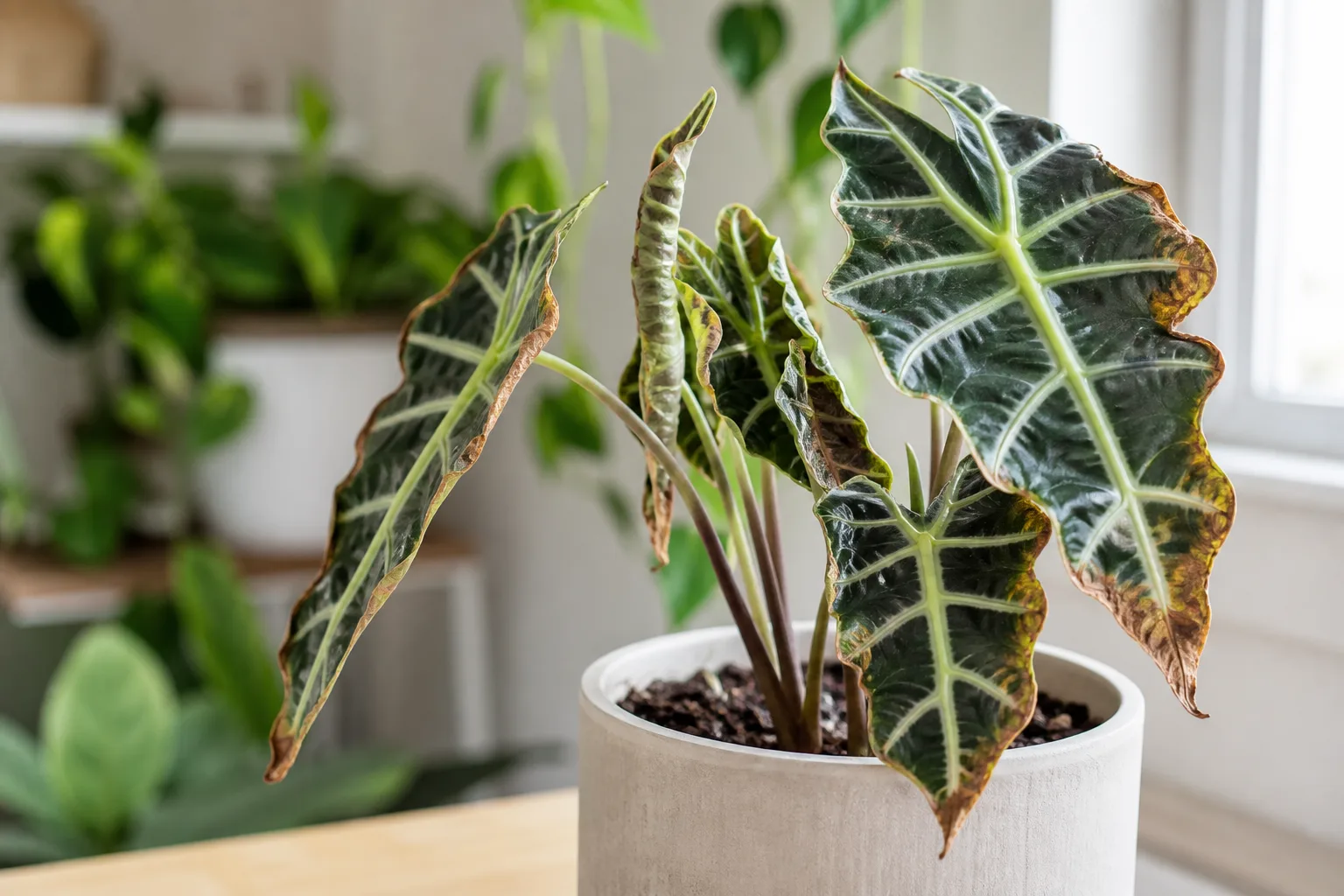 Low Humidity on Alocasia Polly - visible symptom on the plant