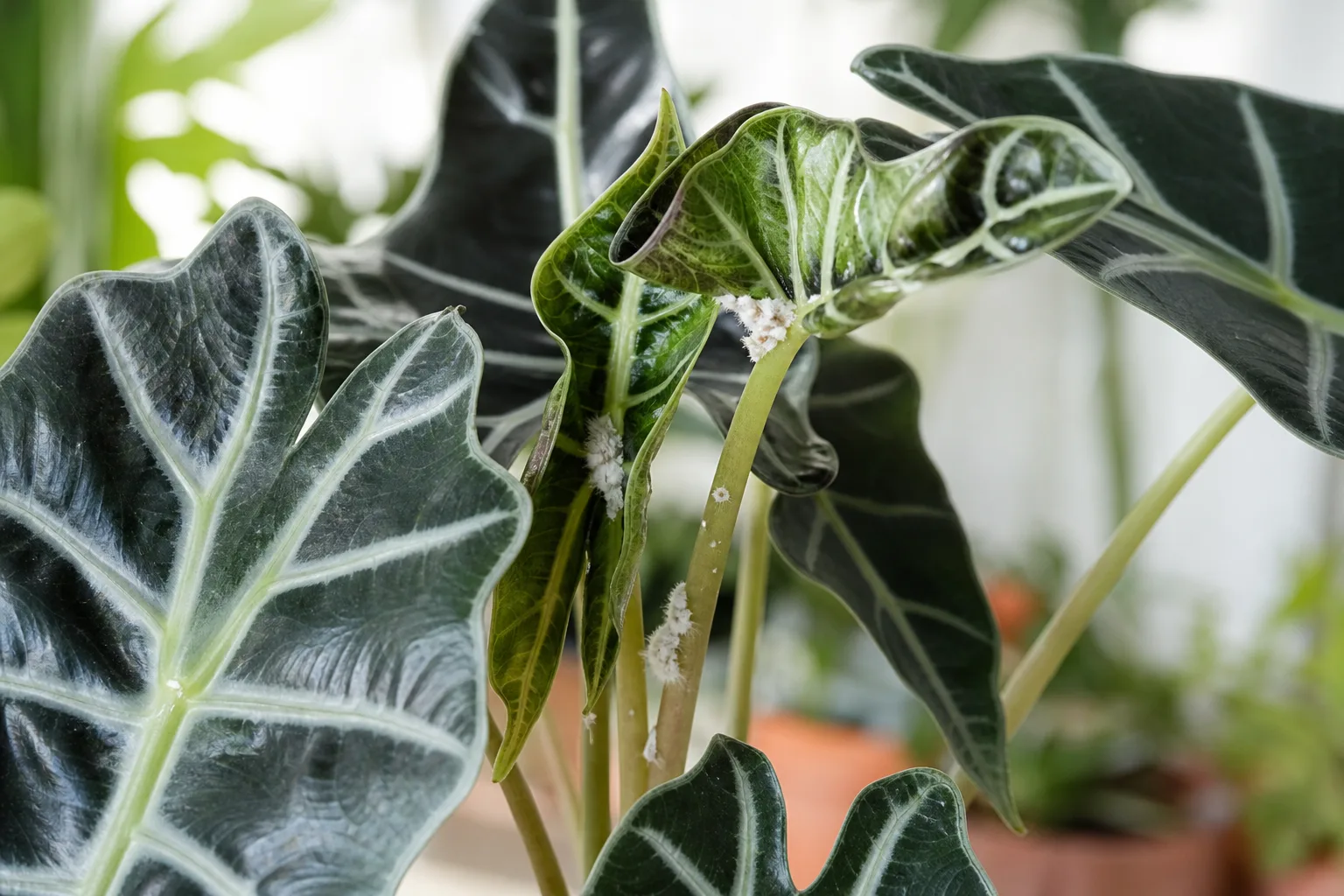 Mealybugs on Alocasia Polly - visible symptom on the plant