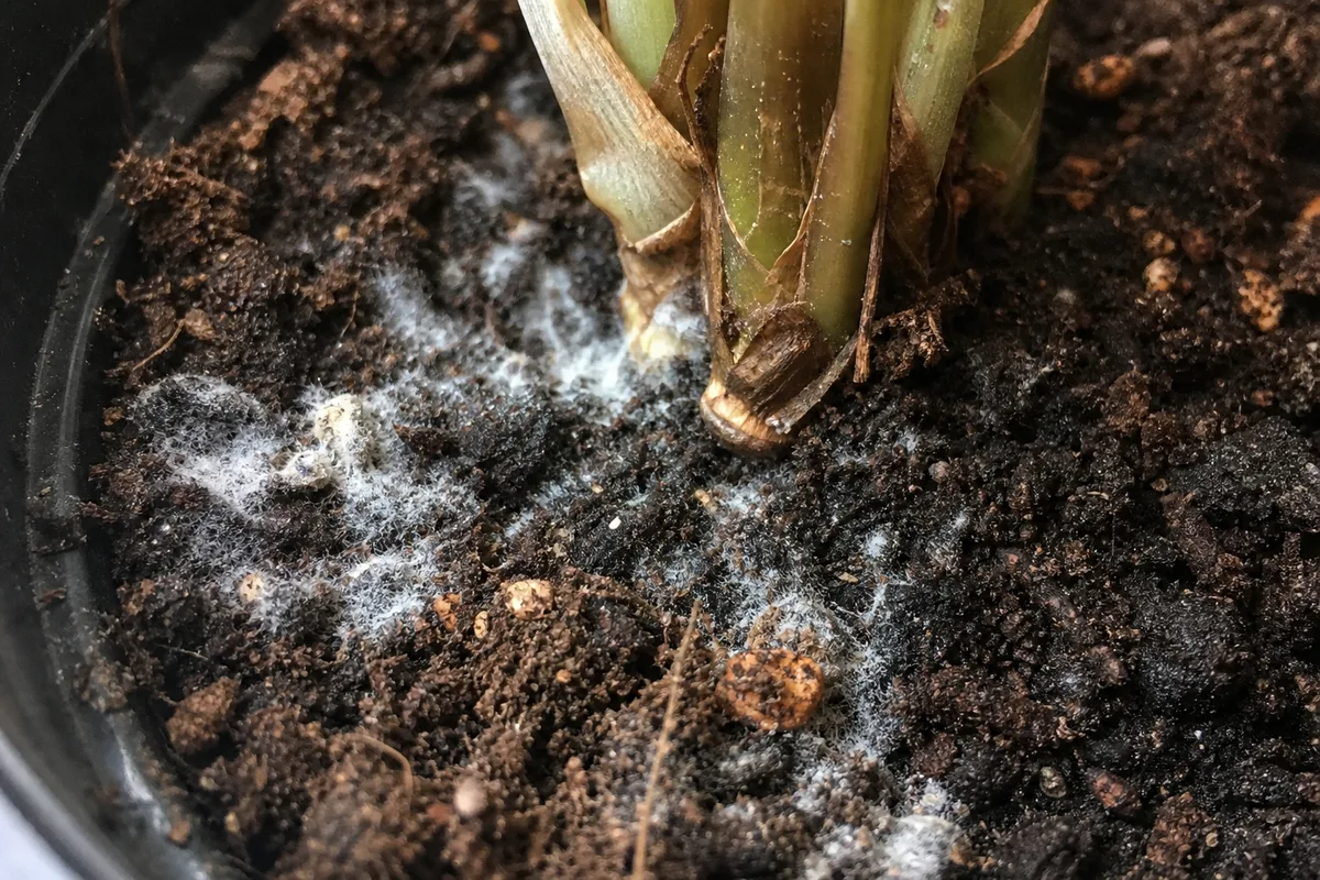 Close-up of Mold on Soil on Alocasia Polly - diagnostic detail