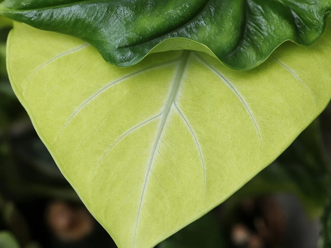 Close-up of pale oldest lower Alocasia Polly arrow leaf with faded silvery veining