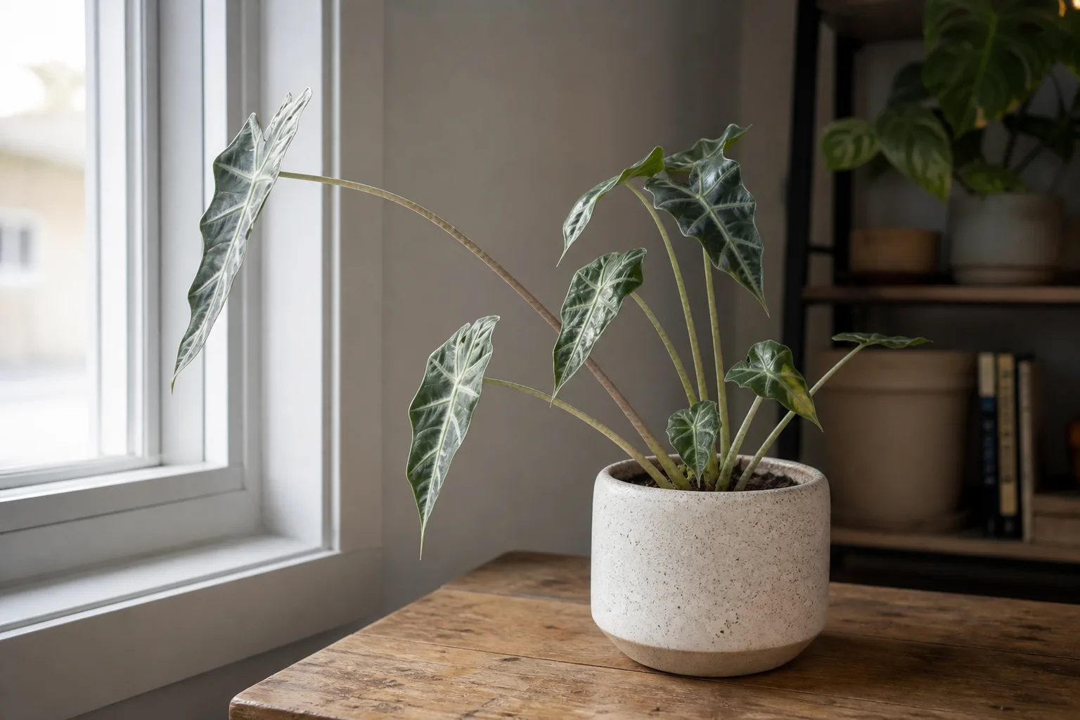 Not Enough Light on Alocasia Polly - visible symptom on the plant