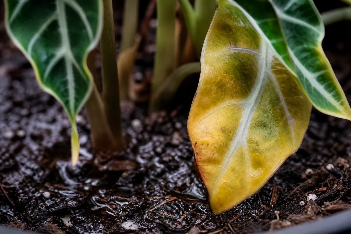 Close-up of Overwatering on Alocasia Polly - diagnostic detail