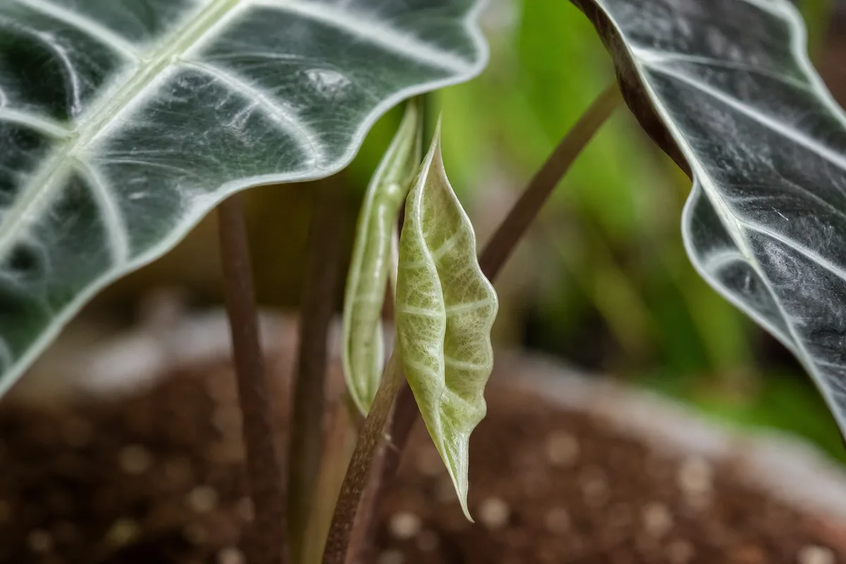 Close-up of Slow Growth on Alocasia Polly - diagnostic detail