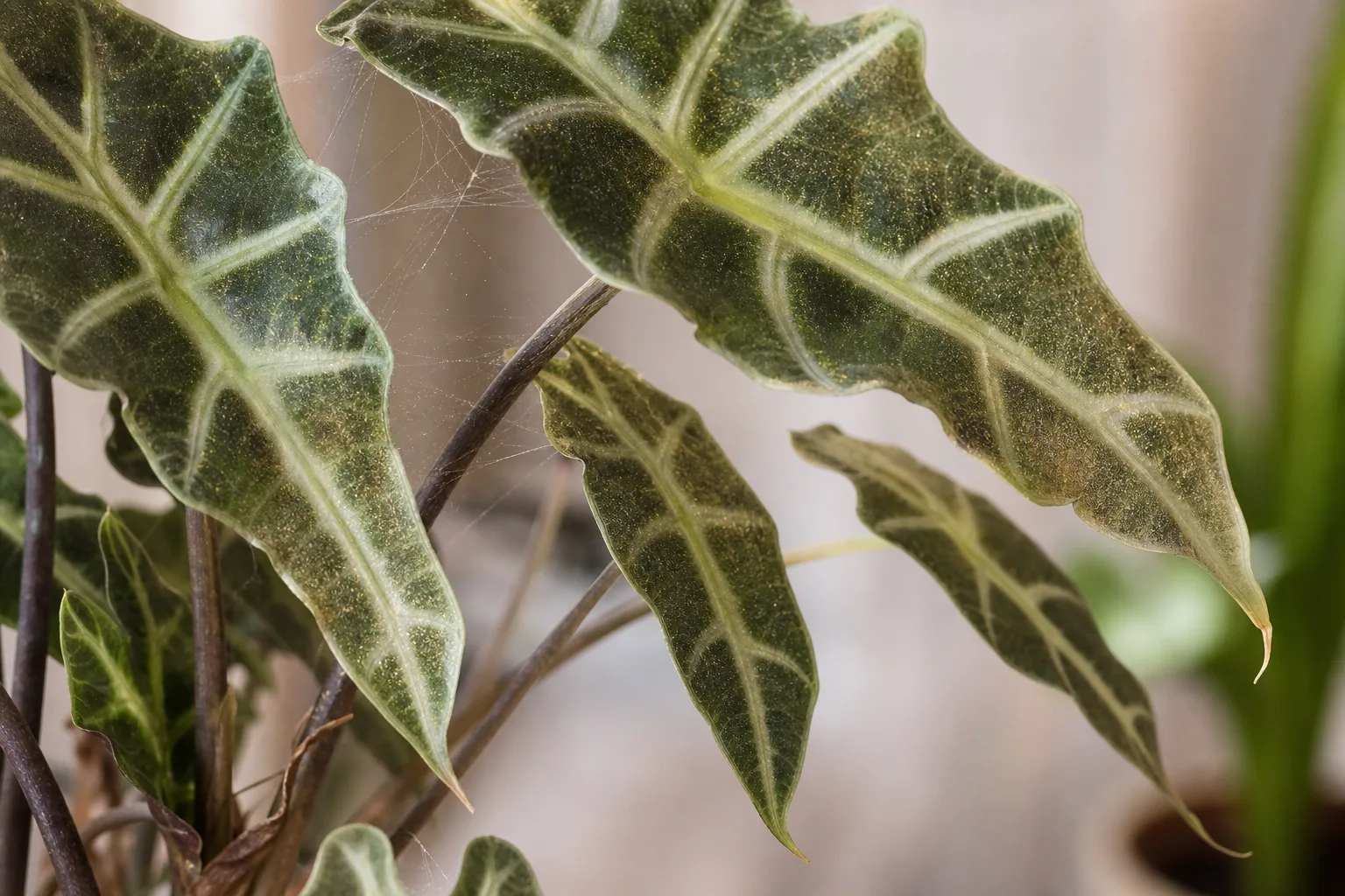 Spider Mites on Alocasia Polly - visible symptom on the plant