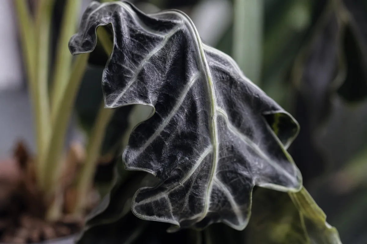 Close-up of Wilting on Alocasia Polly - diagnostic detail