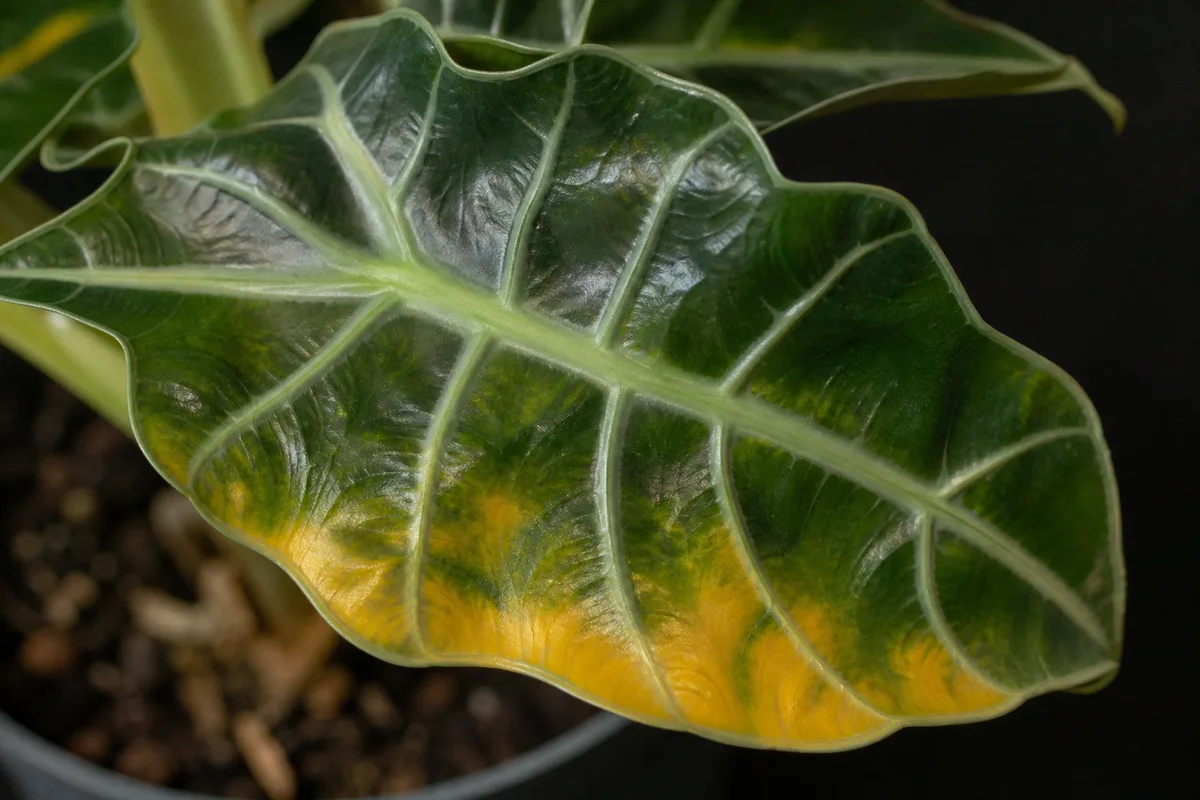Close-up of Yellow Leaves on Alocasia Polly - diagnostic detail