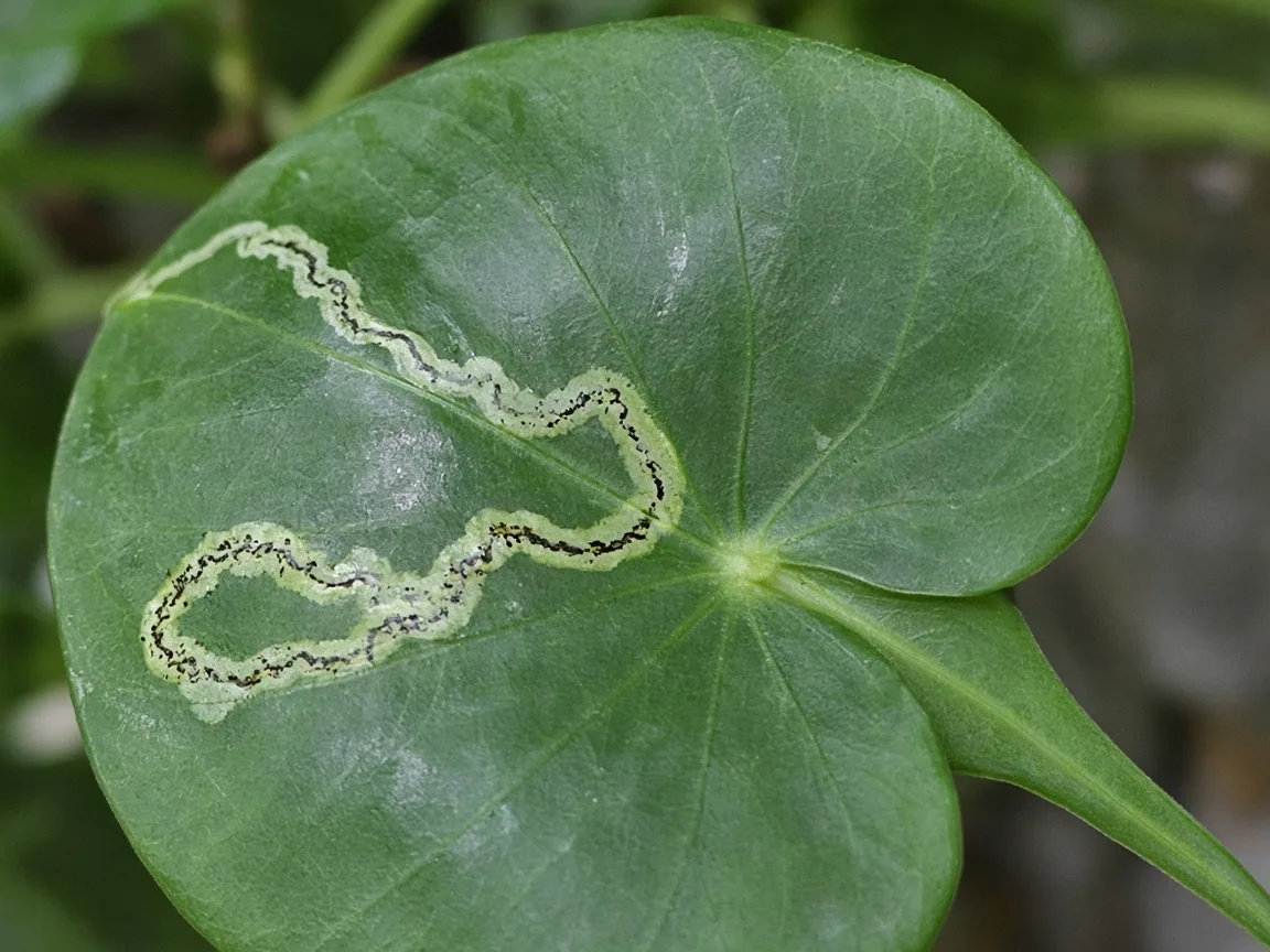 Close-up of leaf miners on Alocasia Stingray - pale serpentine tunnel visible on round glossy ray-tail leaf with elongated pointed tip