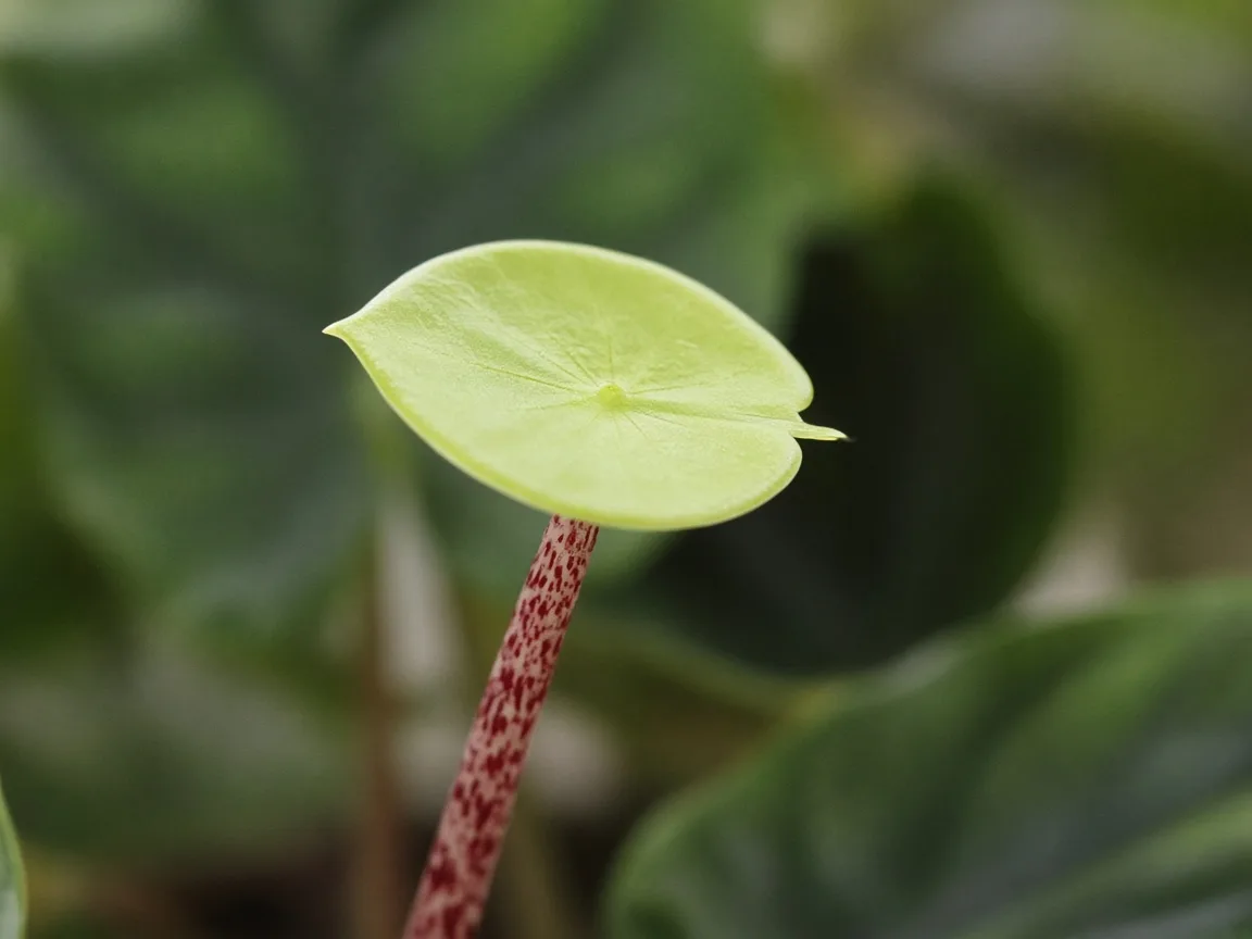 Close-up of a small pale new Stingray ray-tail leaf on an elongated red-mottled petiole