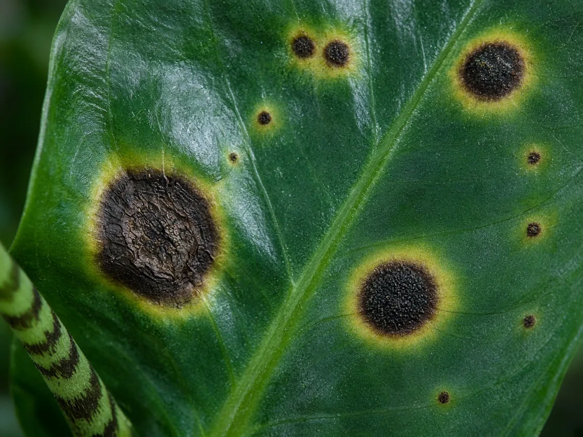 Close-up of black spots on Alocasia Zebrina glossy arrow leaves