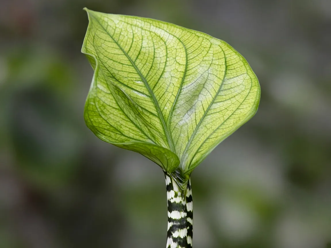 Close-up of interveinal chlorosis on a new Alocasia Zebrina arrow leaf