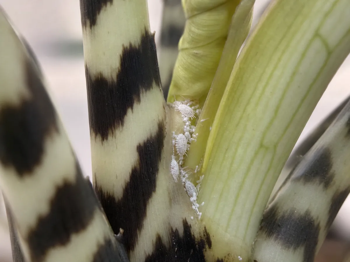 Illustrative close-up of mealybugs sheltered between an Alocasia Zebrina striped petiole and leaf sheath