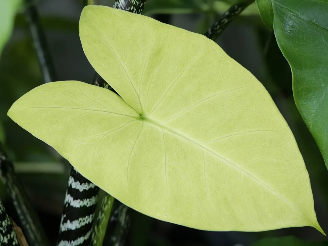 Close-up of nitrogen deficiency on Alocasia Zebrina - uniform pale yellow-green on oldest lower arrow leaf