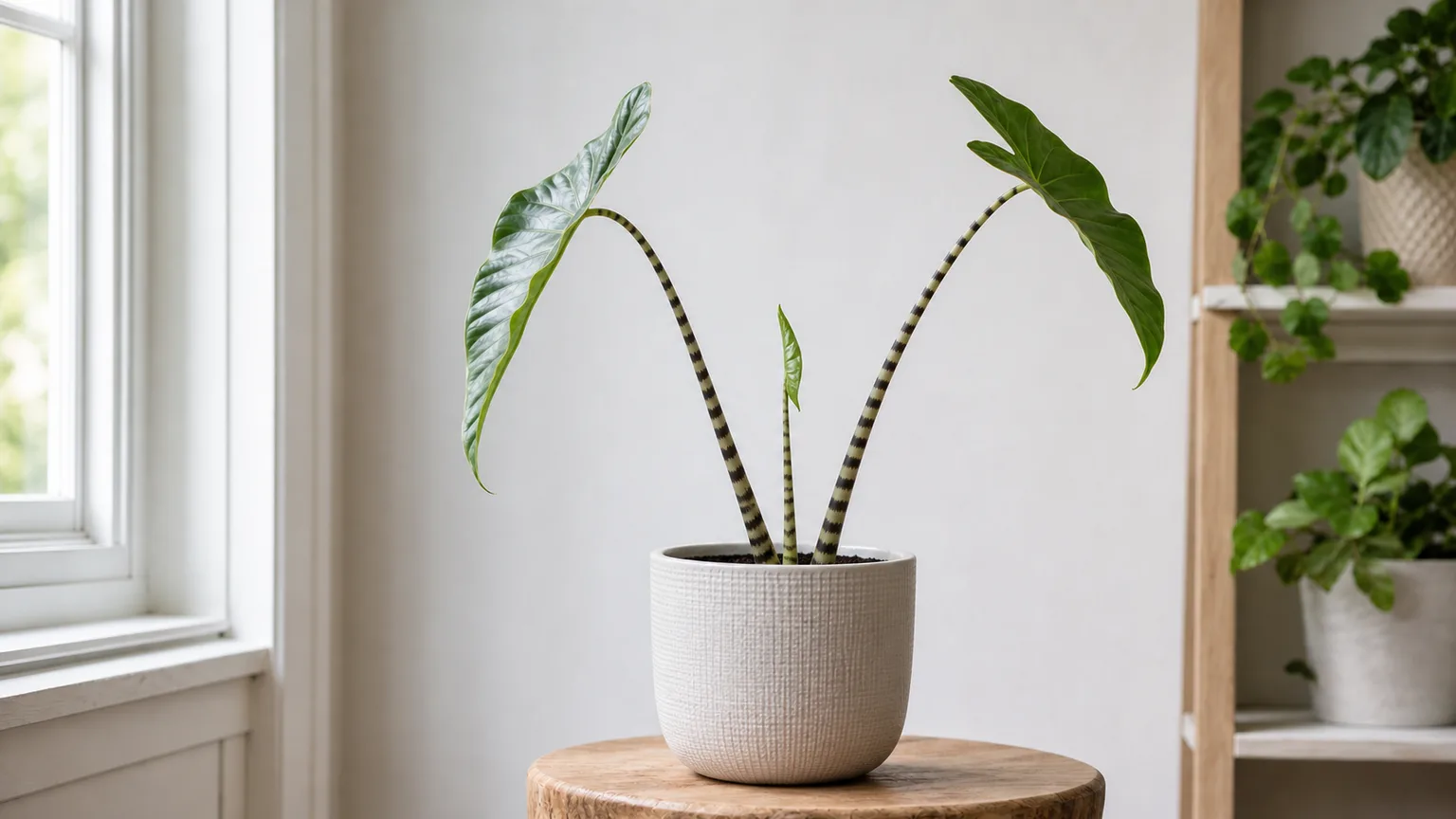 Illustrative slow-growing Alocasia Zebrina with two mature leaves and a small stalled central spear