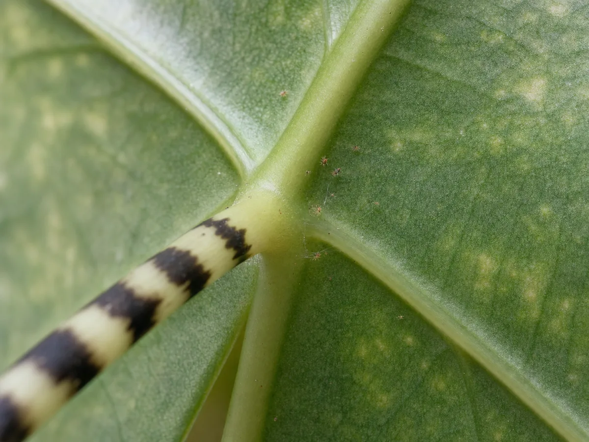 Illustrative close-up of spider-mite stippling and sparse silk on an Alocasia Zebrina leaf underside