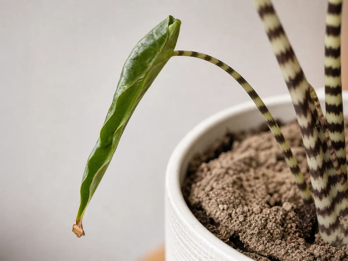 Illustrative close-up of dry Alocasia Zebrina potting mix beneath a curled drooping leaf