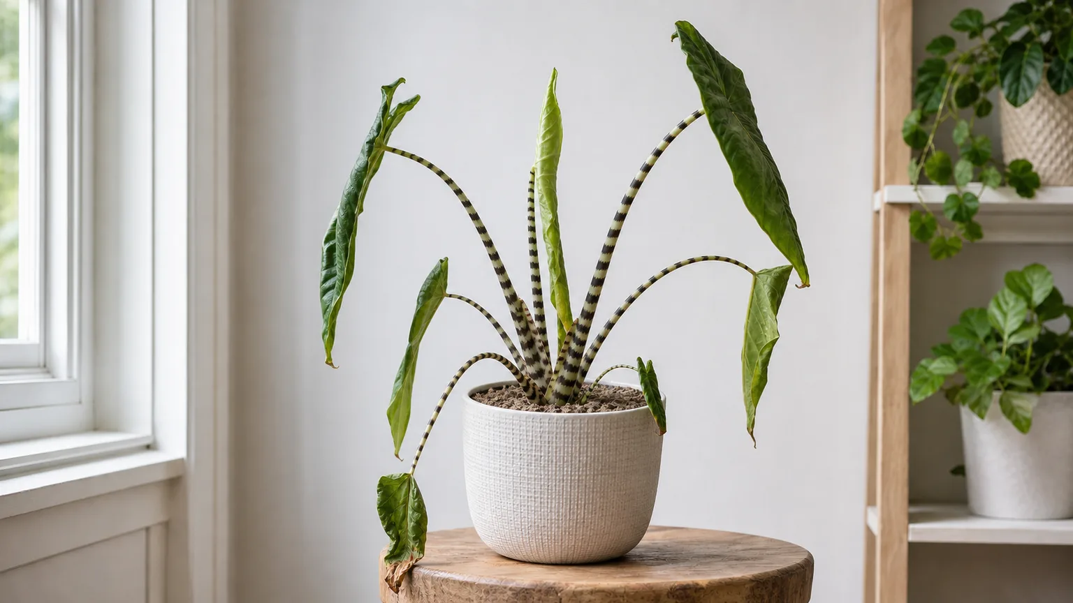 Illustrative underwatered Alocasia Zebrina with curled drooping leaves, firm striped petioles, and dry potting mix