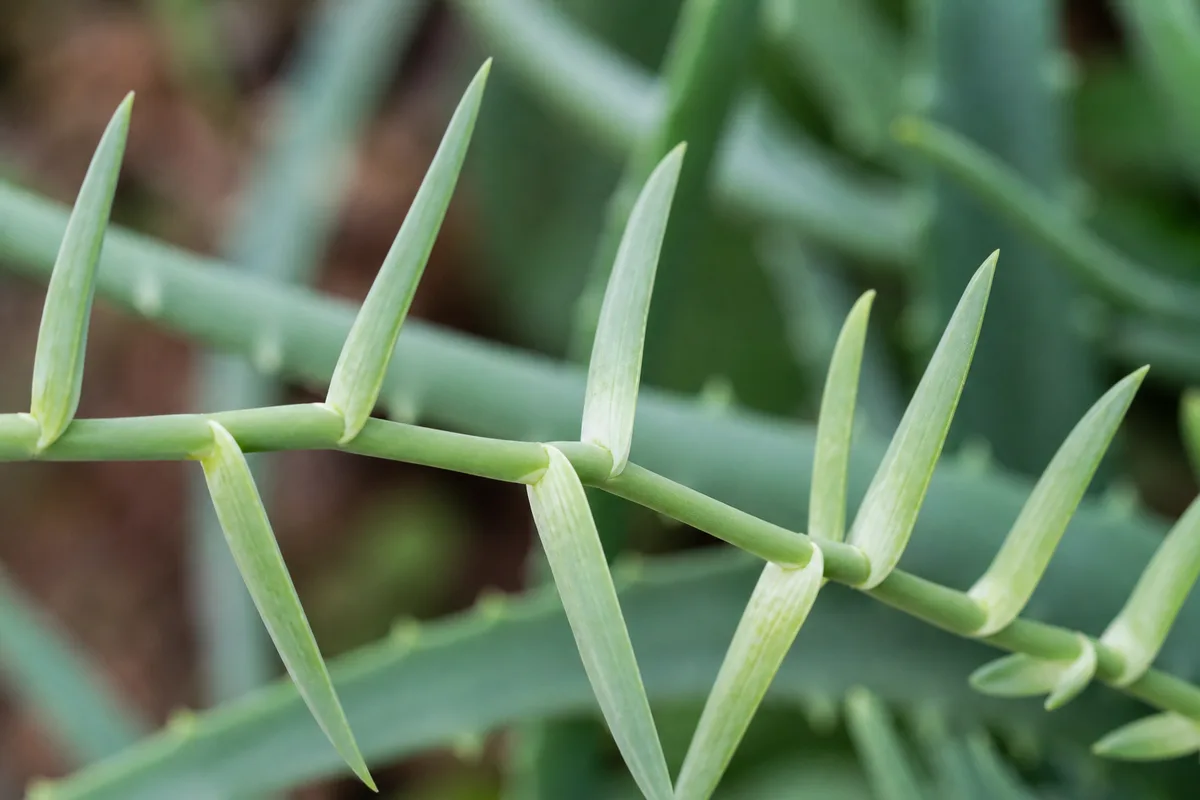 Leggy pale aloe vera stretching toward insufficient window light
