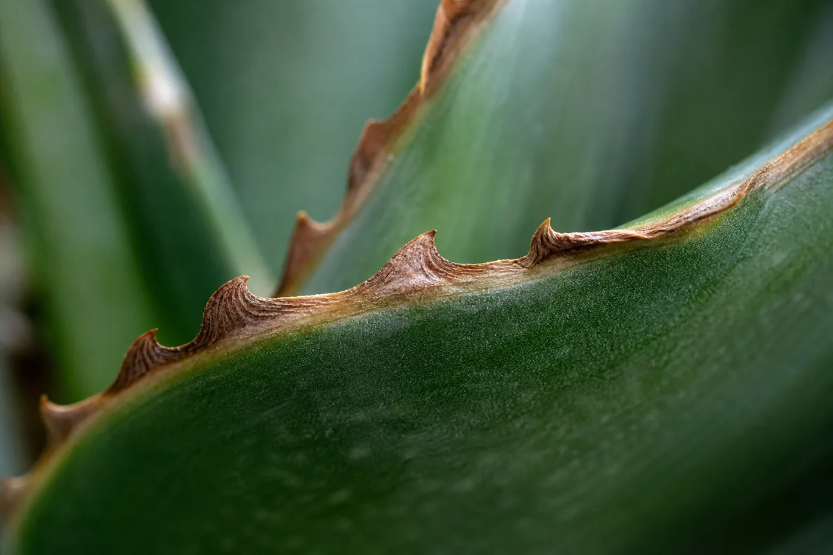 Close-up of Low Humidity on Aloe Vera - diagnostic detail