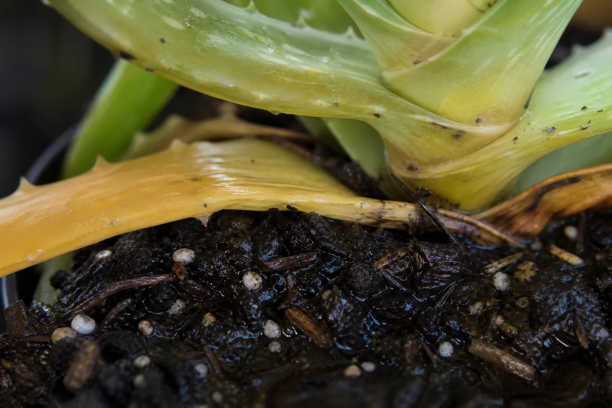 Soft overwatered aloe vera leaf base compared with firm drought-stressed tissue