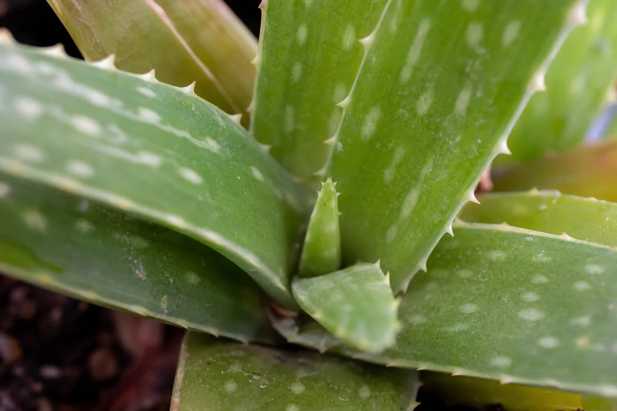 Close-up of Slow Growth on Aloe Vera - diagnostic detail