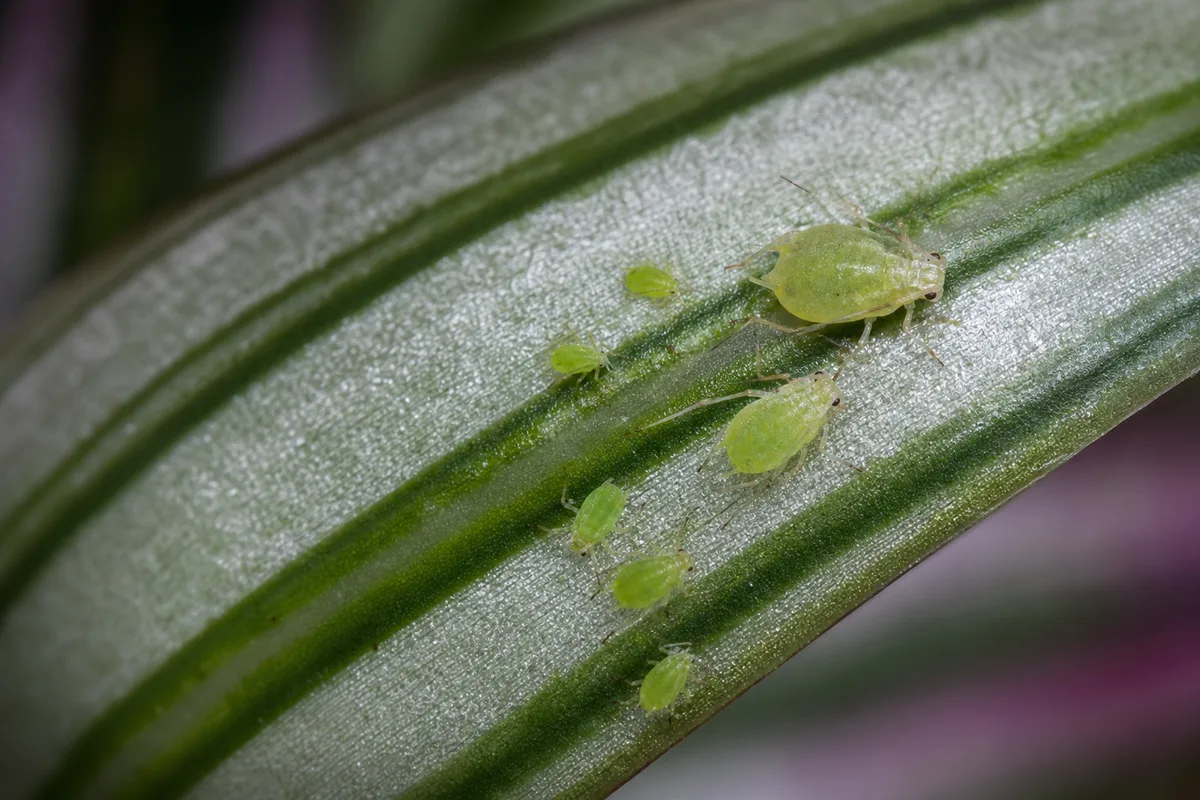 Close-up of Aphids on Aluminum Plant - diagnostic detail