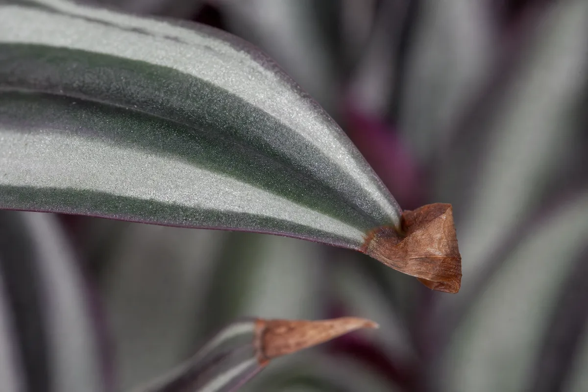Close-up of Brown Tips on Aluminum Plant - diagnostic detail