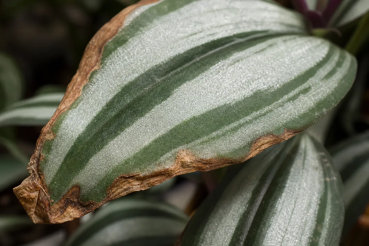 Close-up of Low Humidity on Aluminum Plant - diagnostic detail