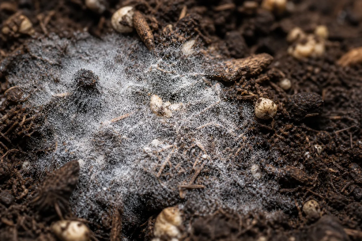 Close-up of Mold on Soil on Aluminum Plant - diagnostic detail