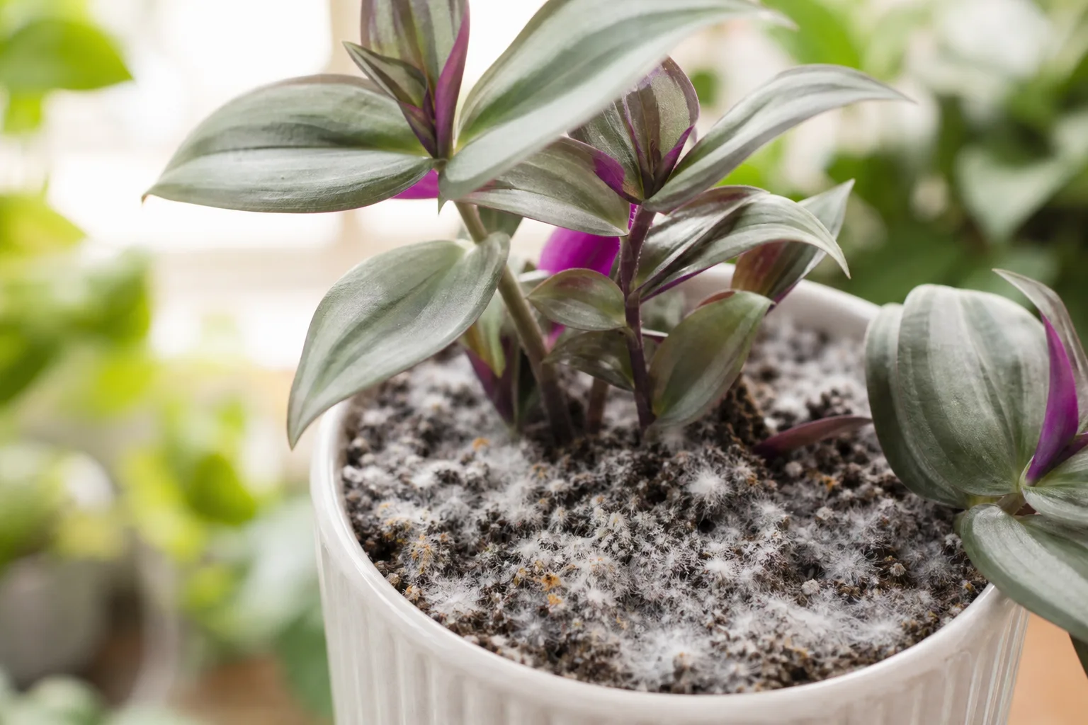 Mold on Soil on Aluminum Plant - visible symptom on the plant