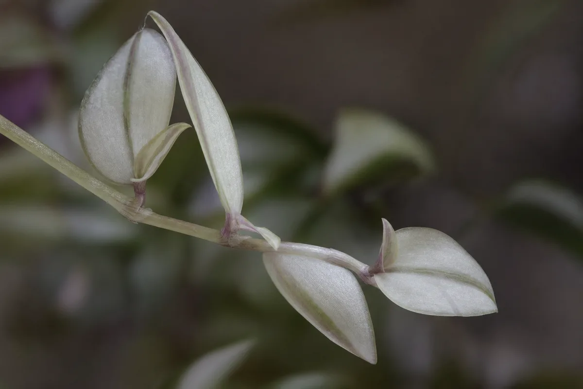 Close-up of Not Enough Light on Aluminum Plant - diagnostic detail