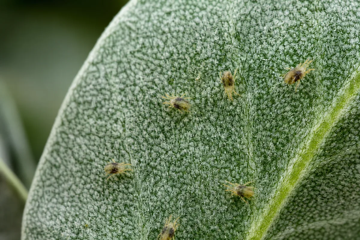 Close-up of Spider Mites on Aluminum Plant - diagnostic detail