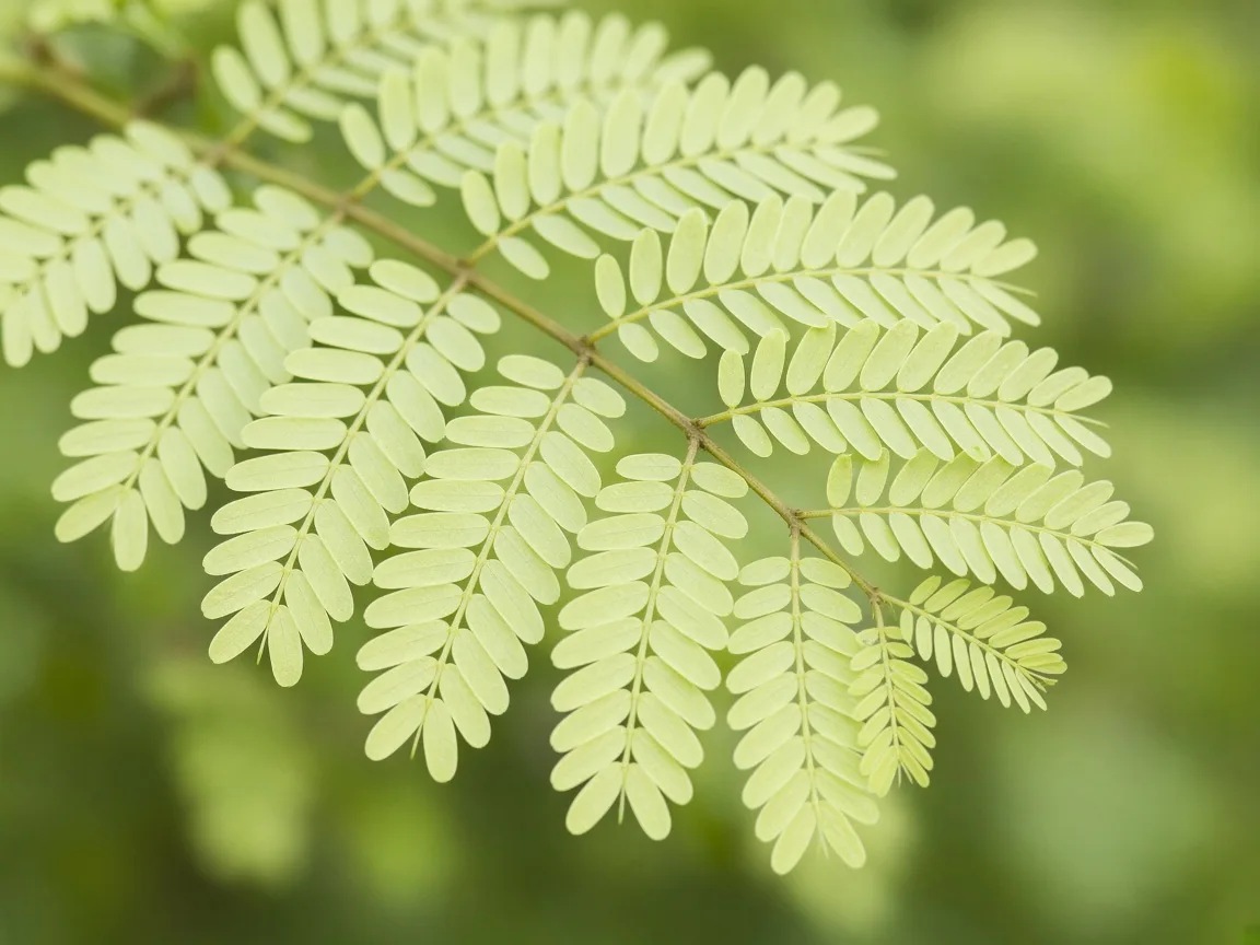 Close-up of washed-out pale lime-green feathery Amla branchlet leaves